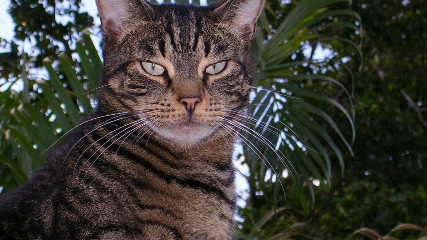 Американская короткошерстная кошка в саду