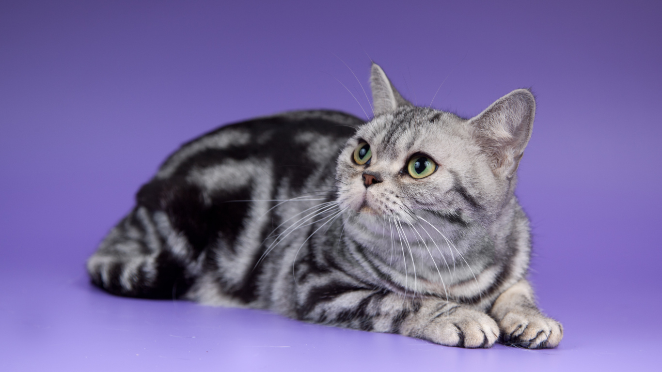 Американская короткошерстная кошка смотрит вверх