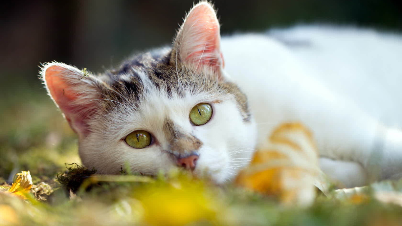 Американская жесткошерстная кошка лежит на траве