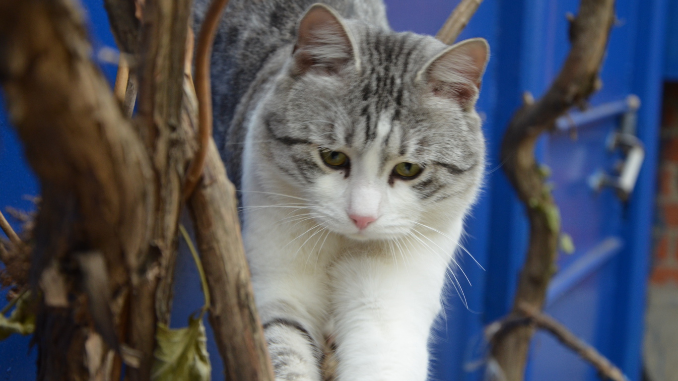 Аравийский мау среди веток