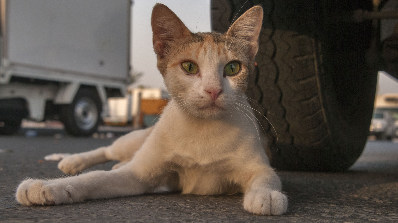 Аравийский мау у колеса