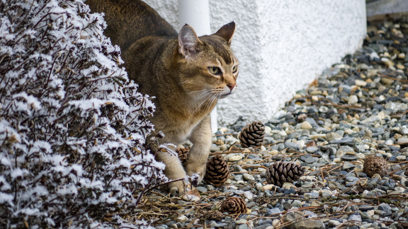 Кот породы азиатская табби