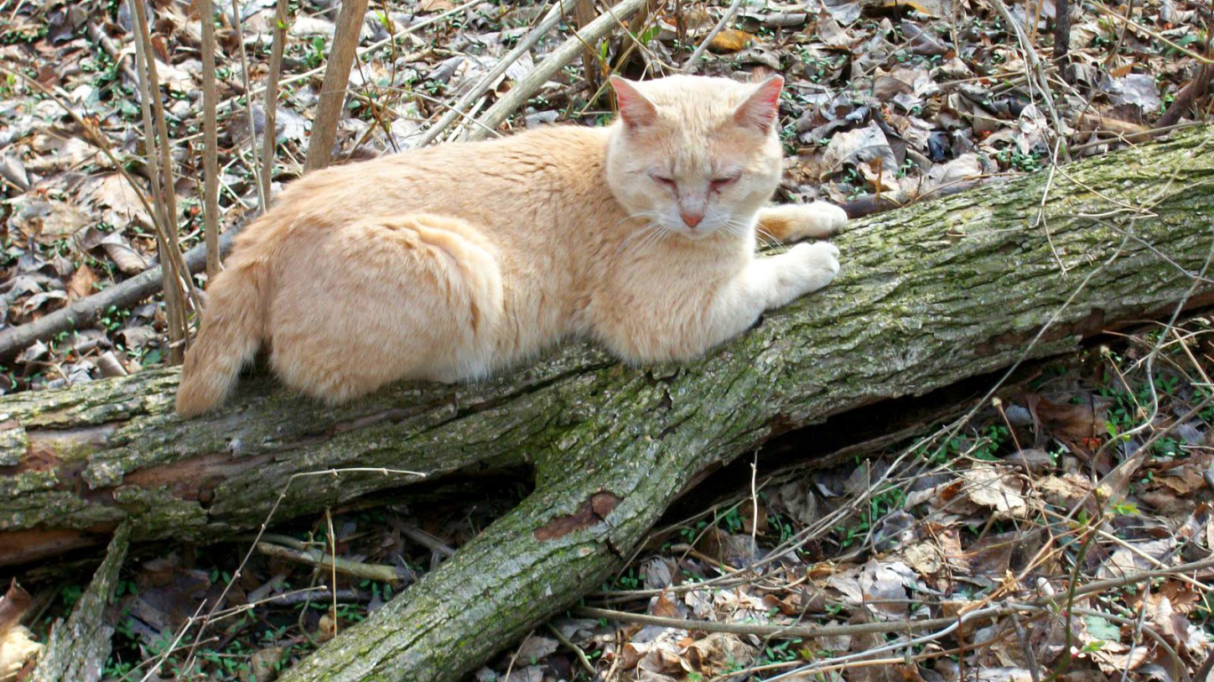 Рыжий американский бобтейл