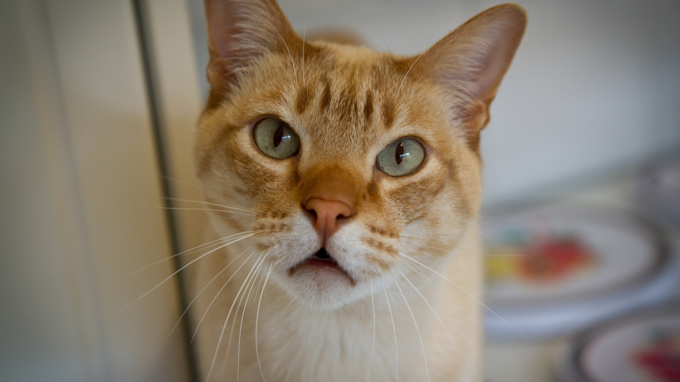 Морда кота австралийский мист