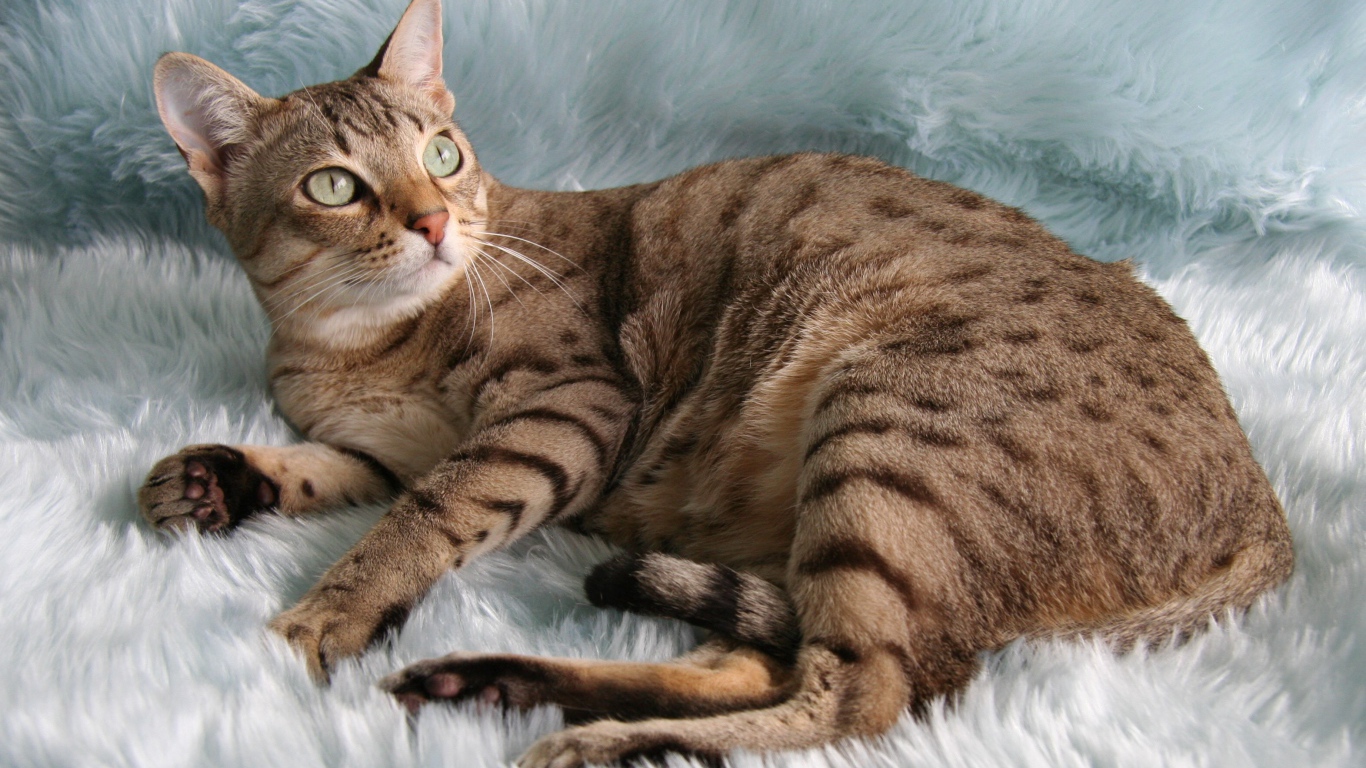 Порода кошек австралийский мист