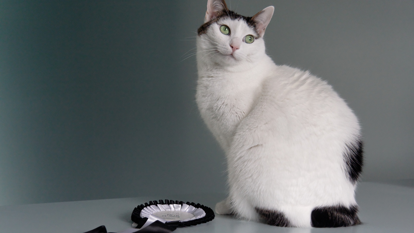 Награда японского бобтейла