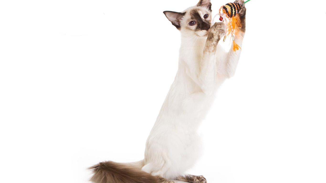 Балийская кошка с игрушкой