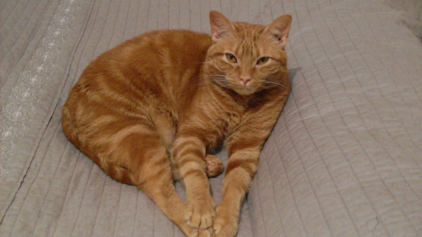 Красивый аравийский мау