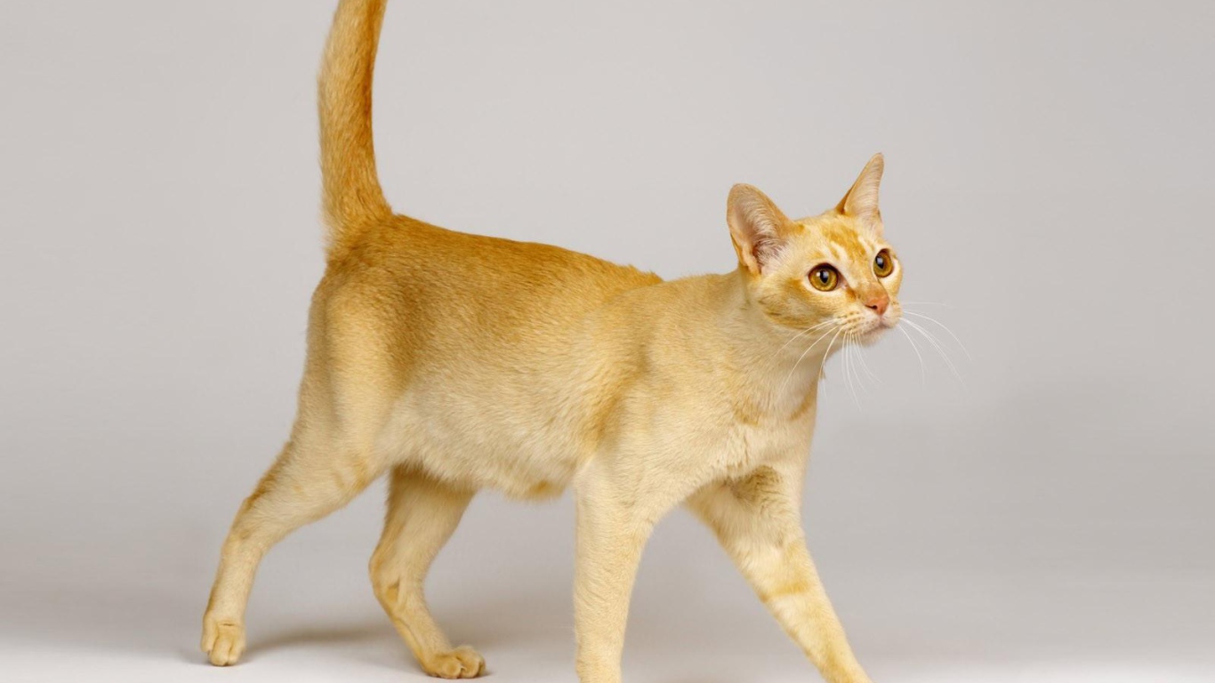 Красивая цейлонская кошка