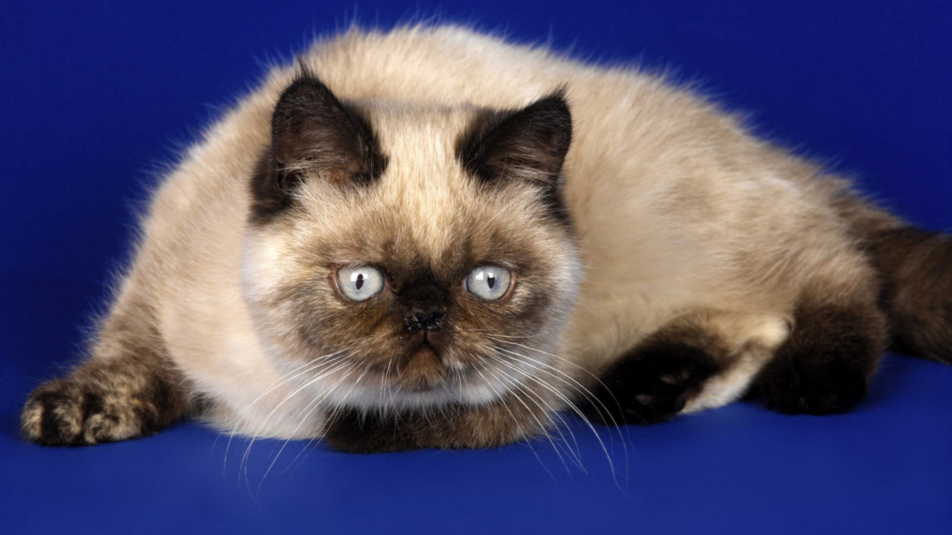 Красивая гималайская кошка