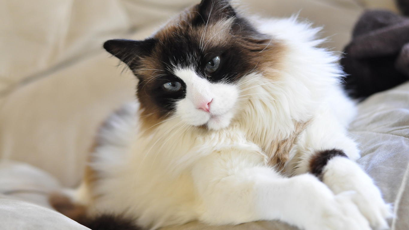 Красивая кошка рэгдолл