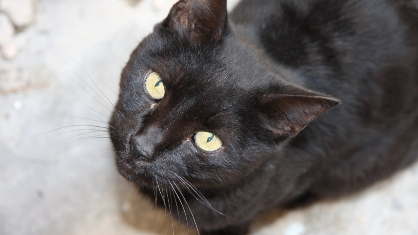 Красивая бомбейская кошка