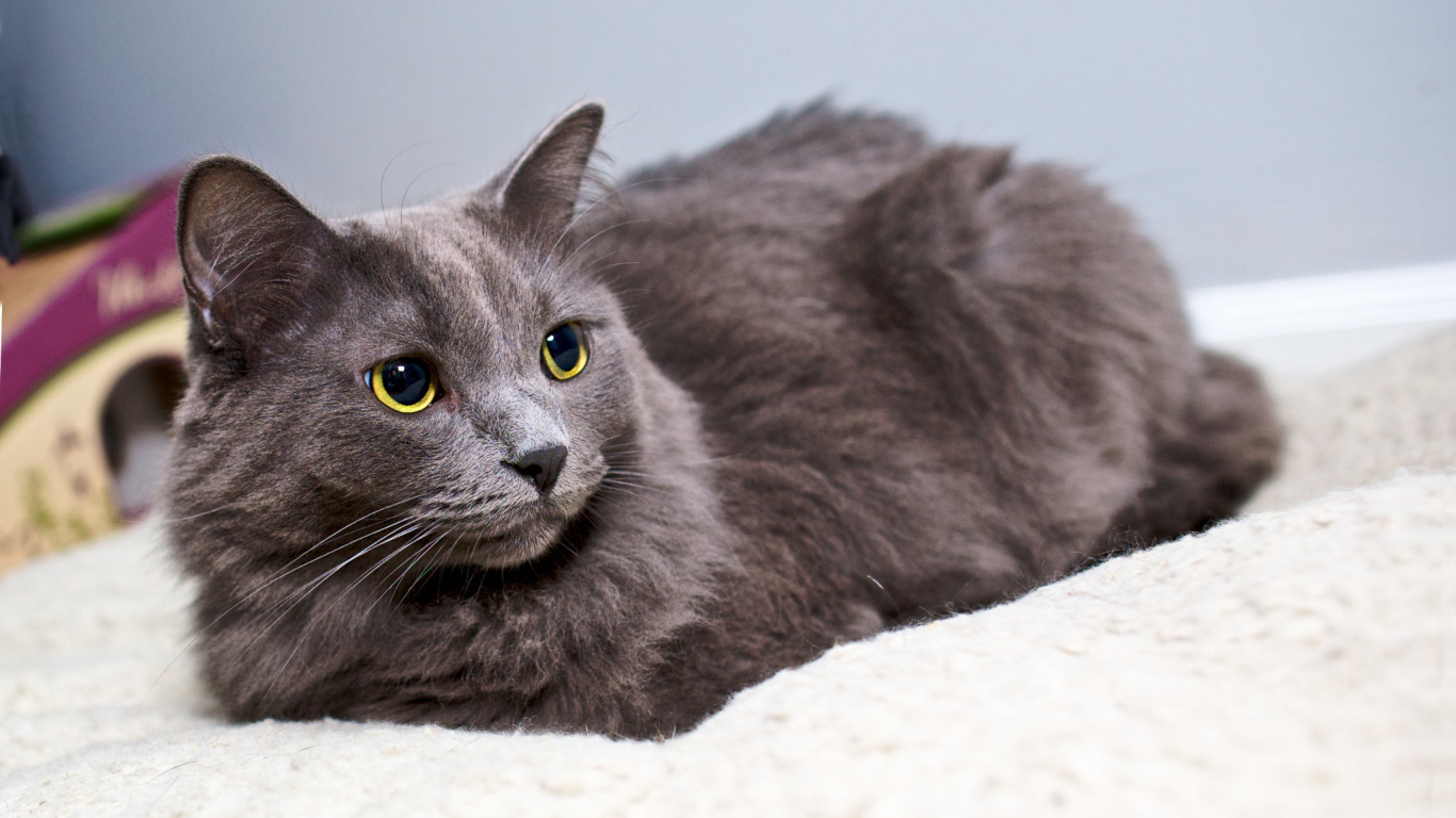 Красивый кот нибелунг