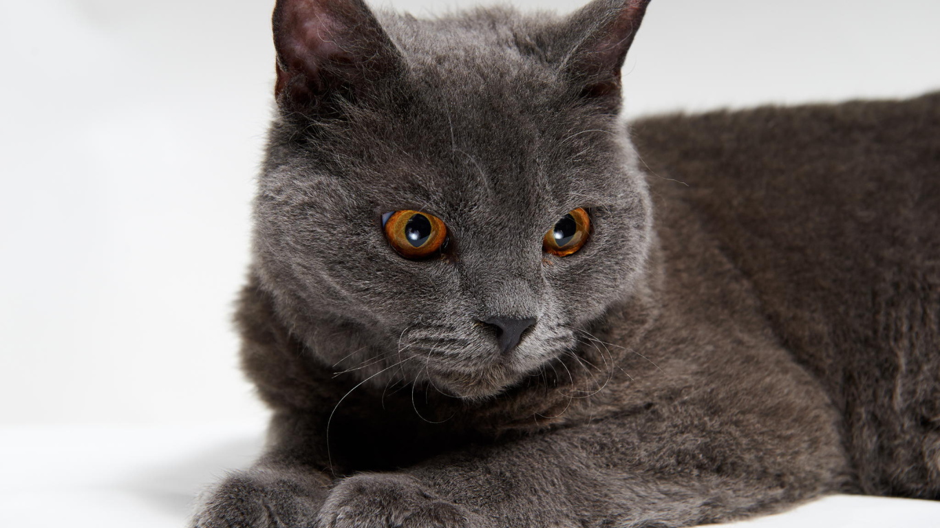 Красивый серый селкирк рекс