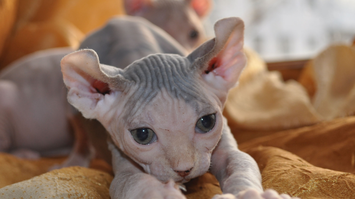 Красивый котенок минскин