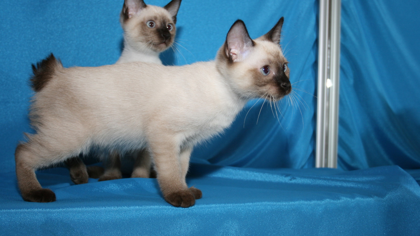 Красивые котята меконгский бобтейл