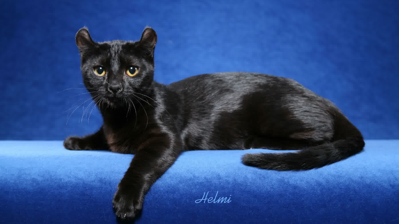 Черный американский керл