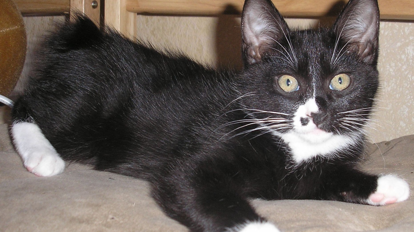 Черный курильский бобтейл