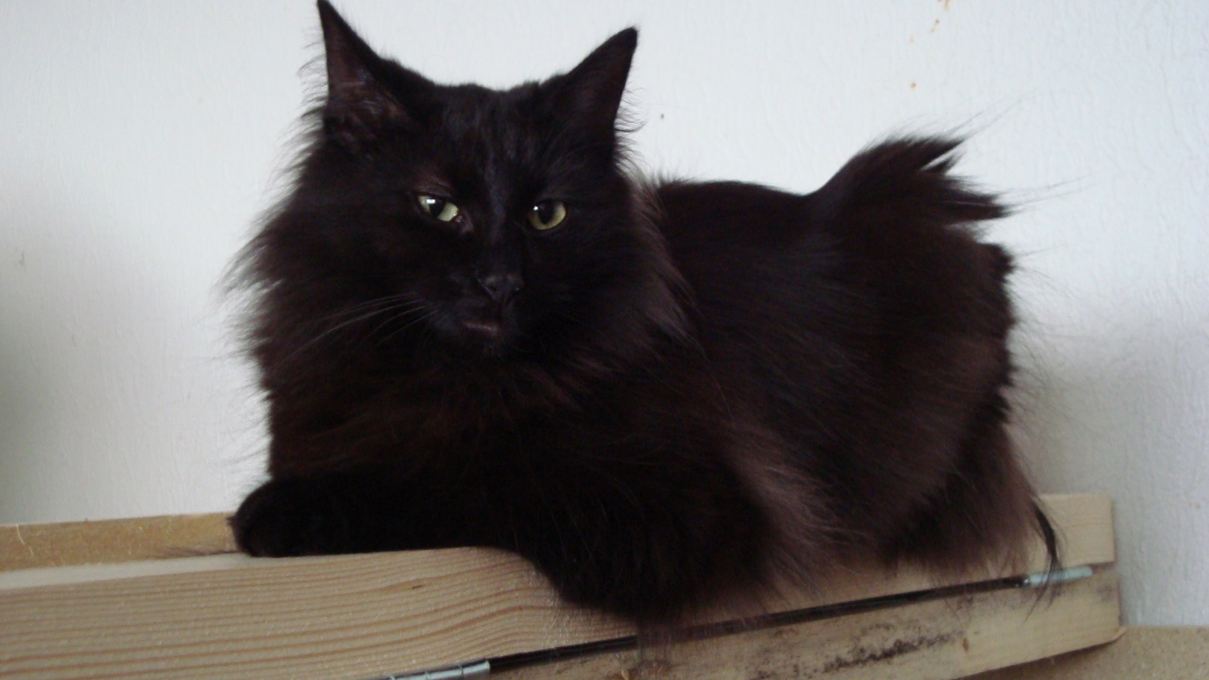 Черная норвежская лесная кошка