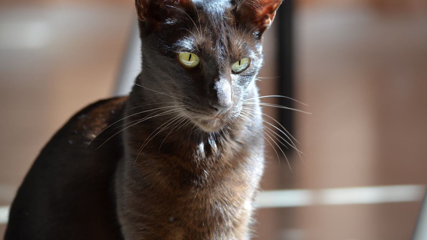 Черная ориентальная короткошерстная кошка