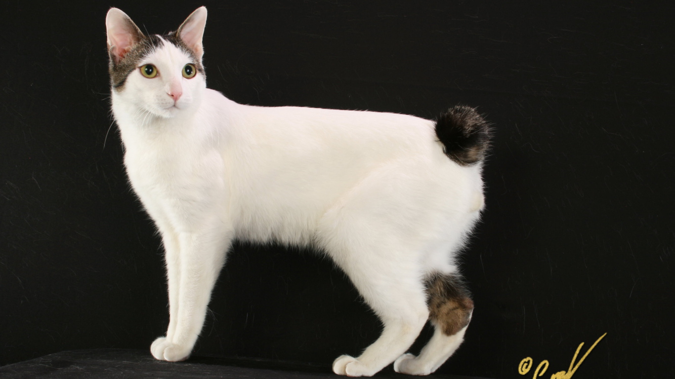 Бело черный японский бобтейл