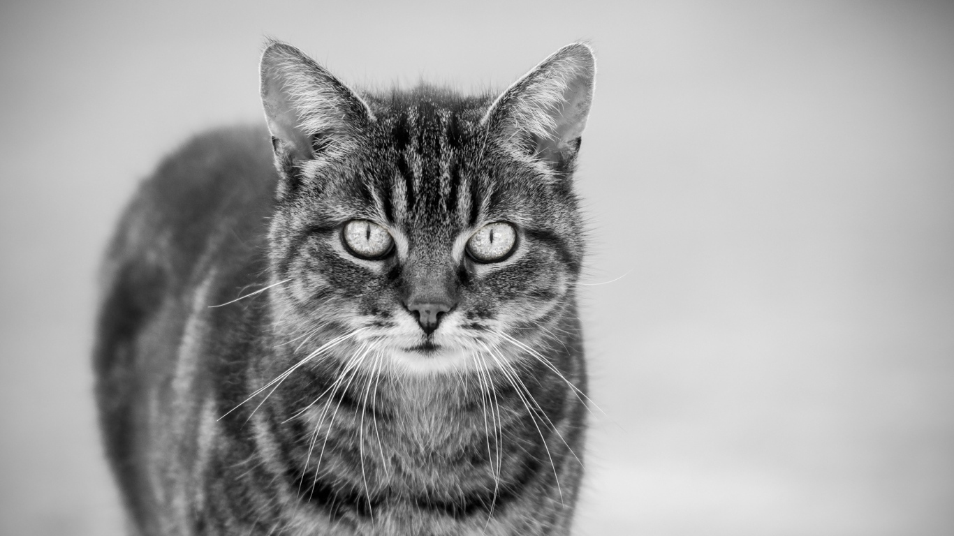 Черно белый кот