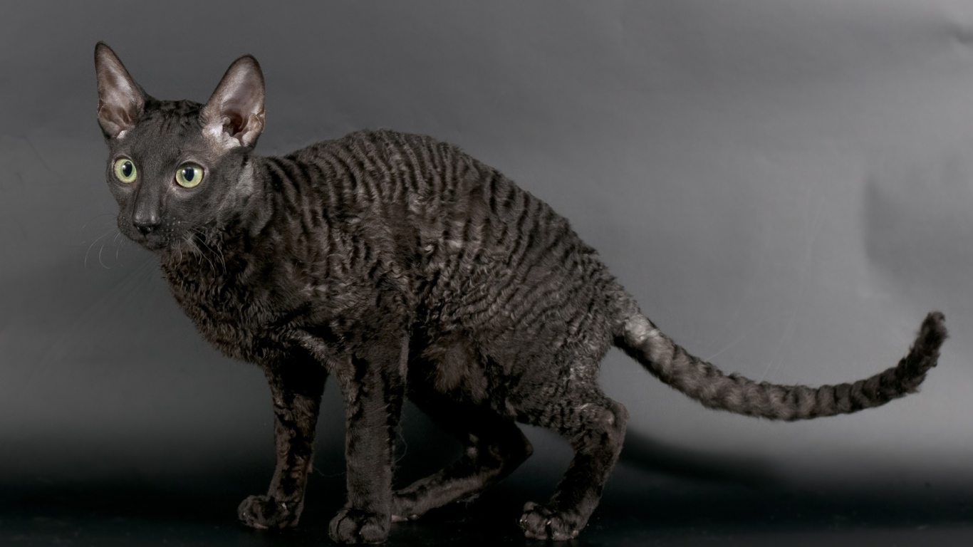 Черный корниш рекс