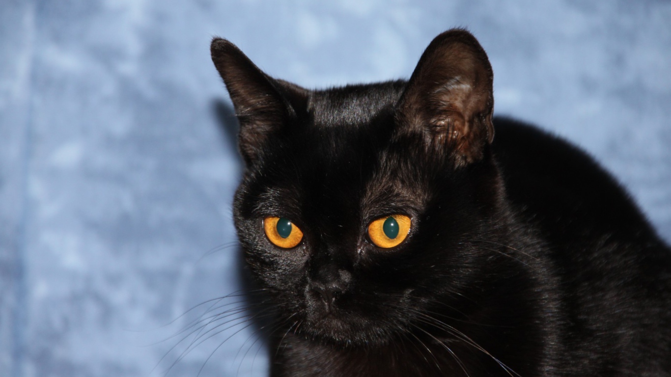 Бомбейская кошка на голубом фоне