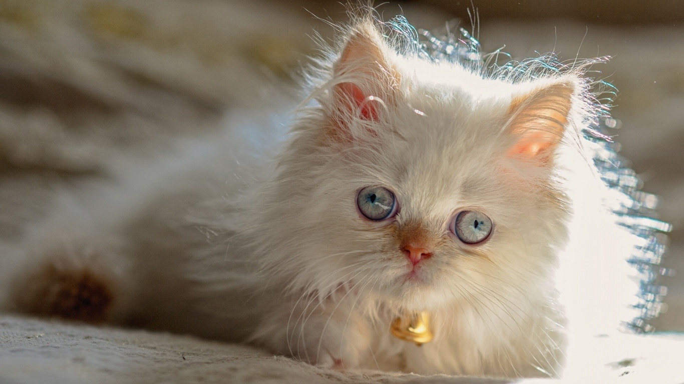 Светлый котенок гималайской кошки