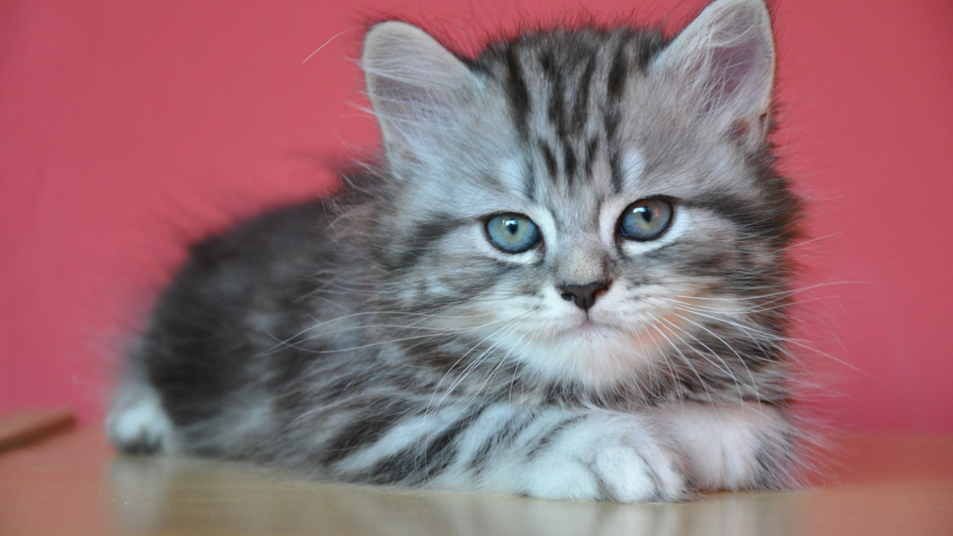 Котенок британской длинношерстной кошки