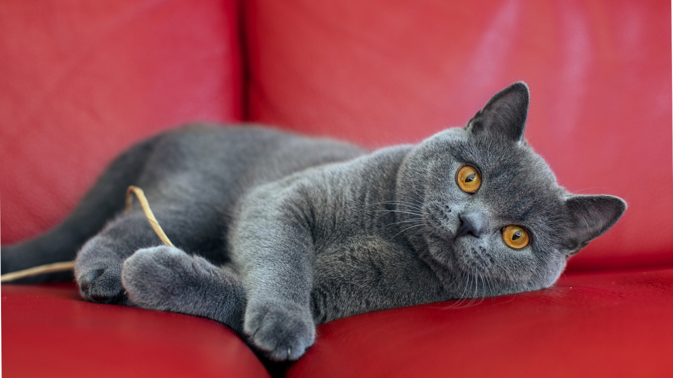 Британская короткошерстная кошка на диване