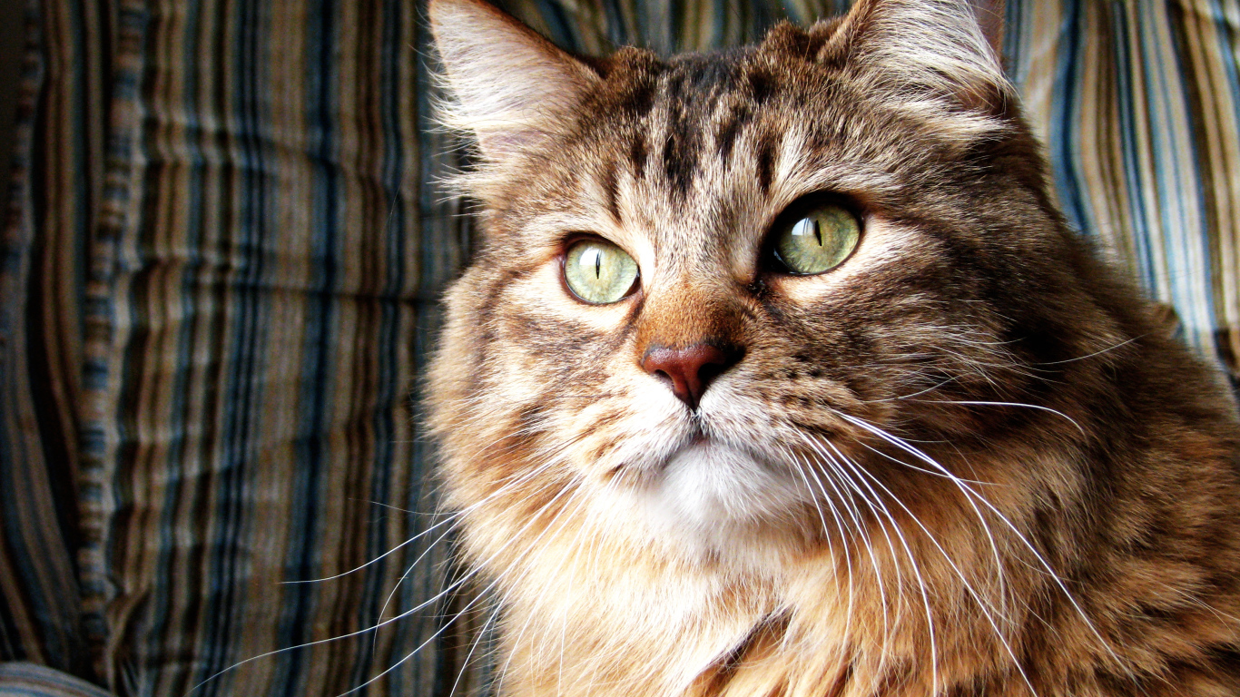 Коричневая норвежская лесная кошка