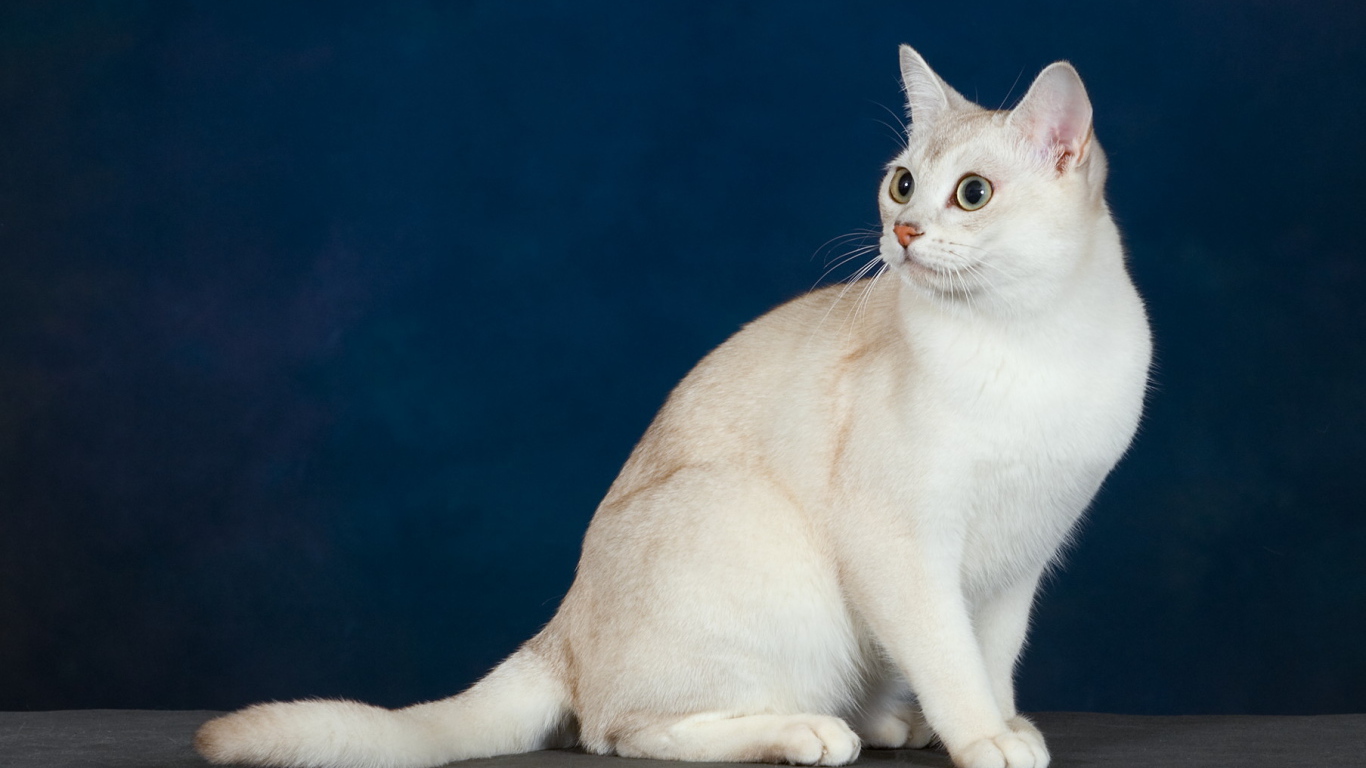 Кот бурмилла на синем фоне