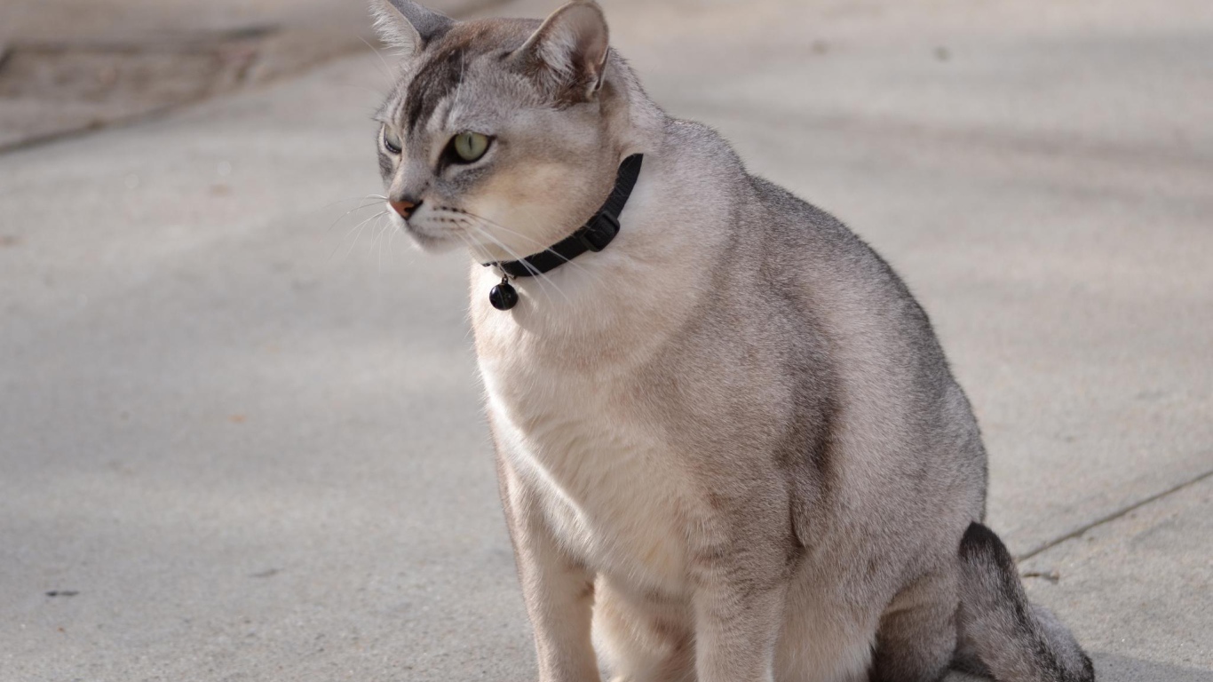 Бурмилла на дорожке