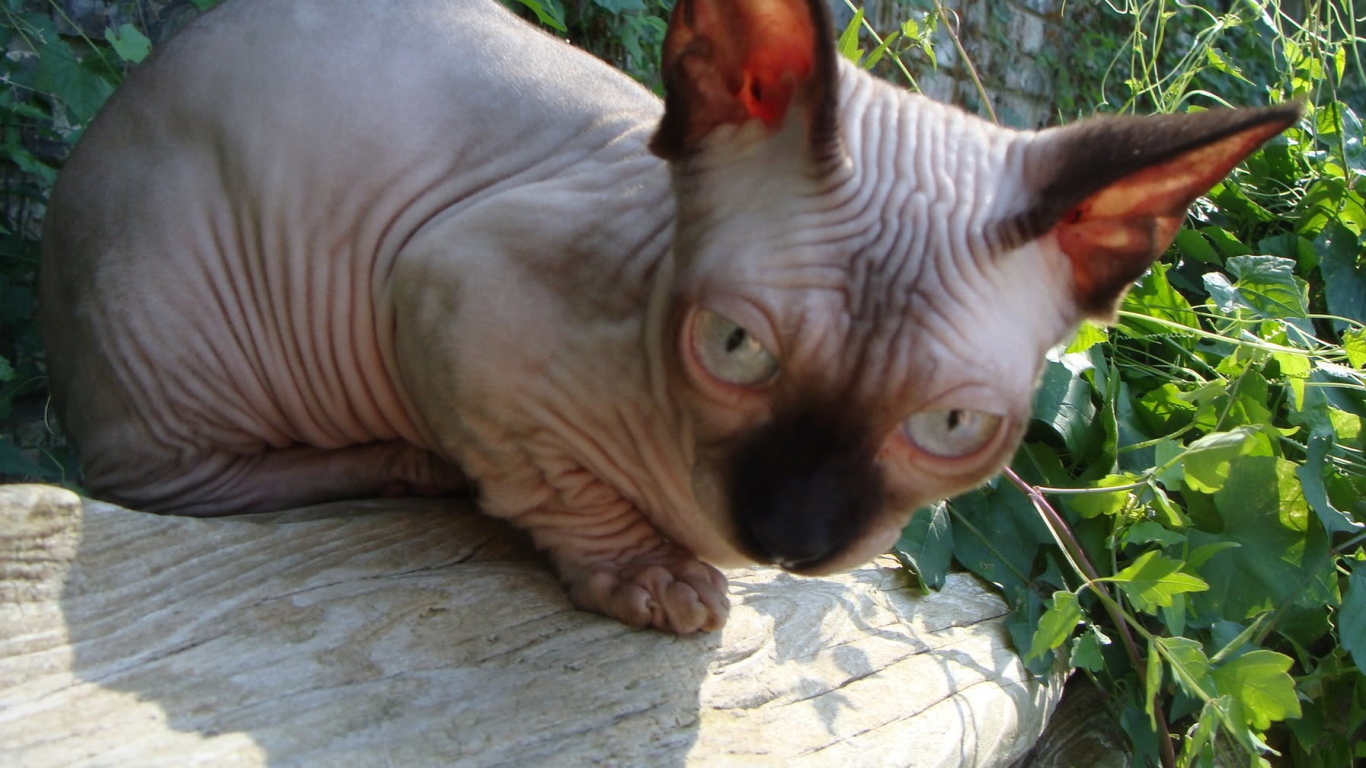 Кот минскин на природе