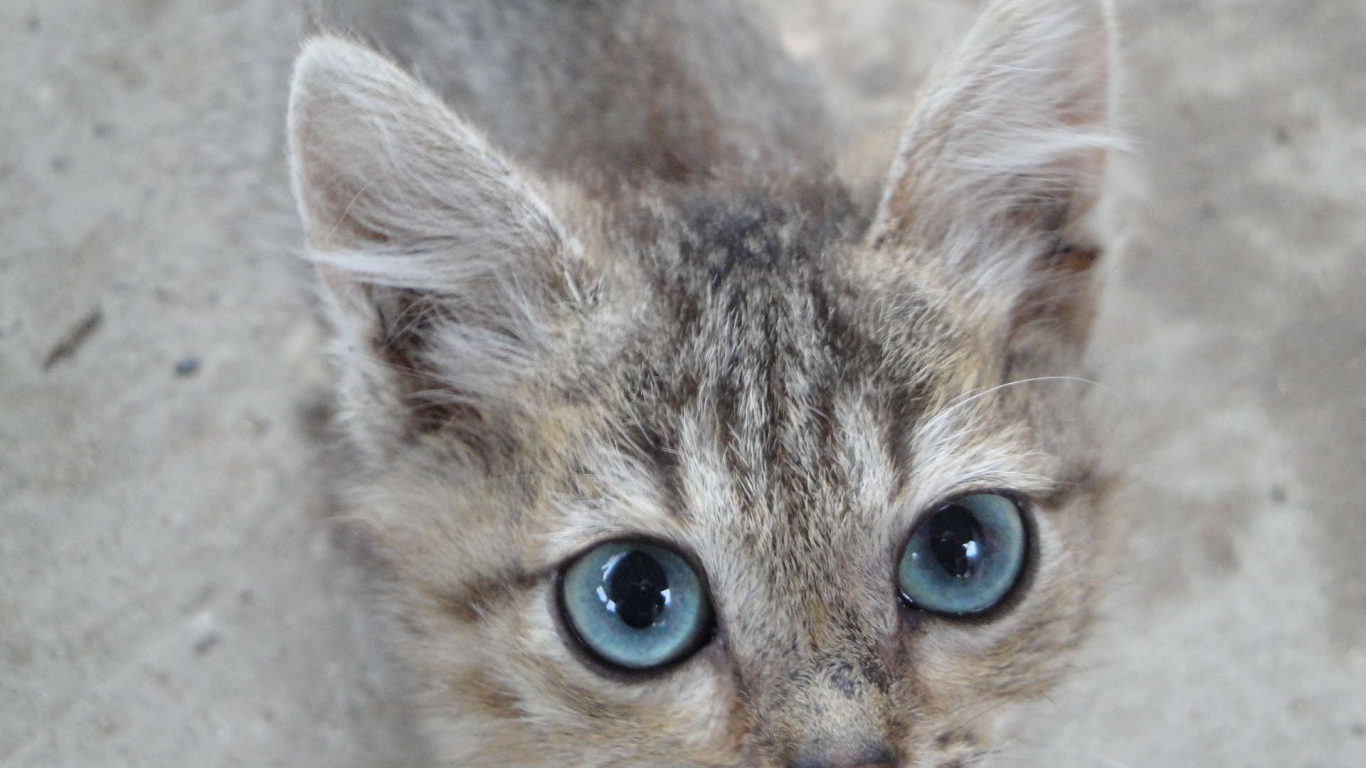 Кот охос азулес