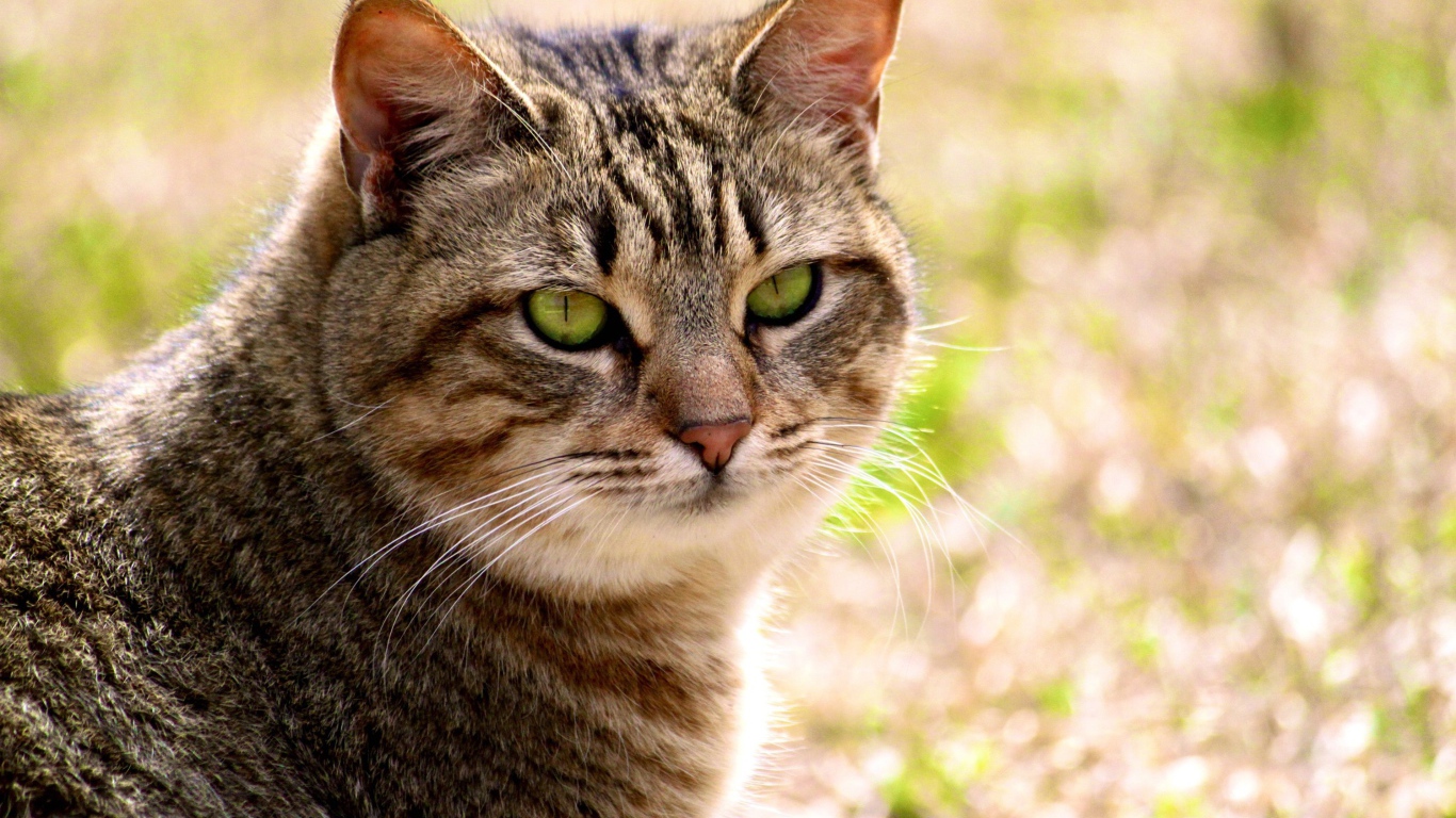 Калифорнийская сияющая кошка