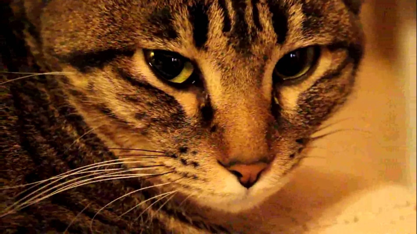 Мордочка калифорнийской сияющей кошки