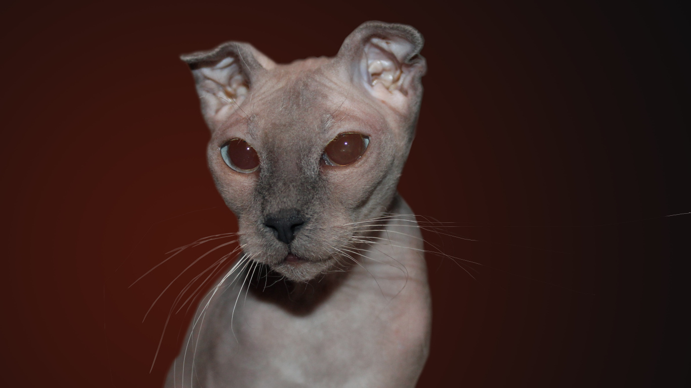 Кот украинский левкой