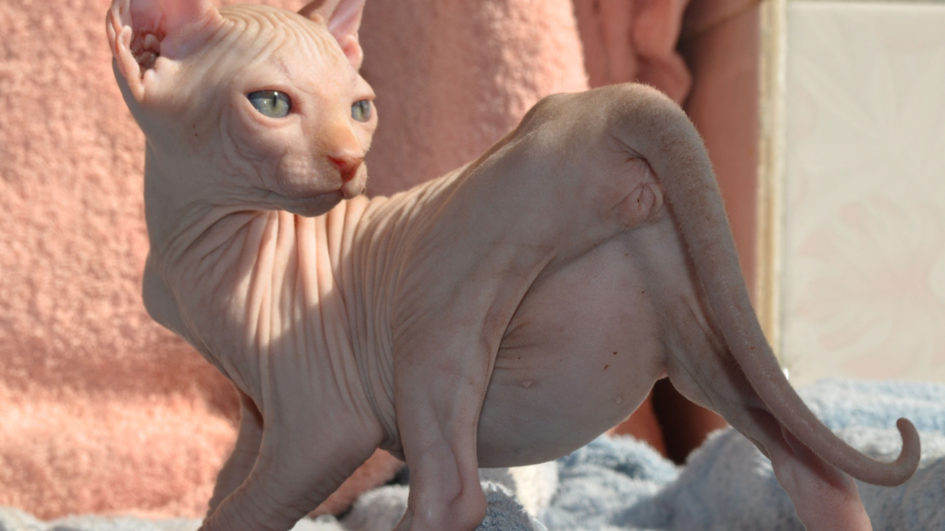 Кошка породы минскин