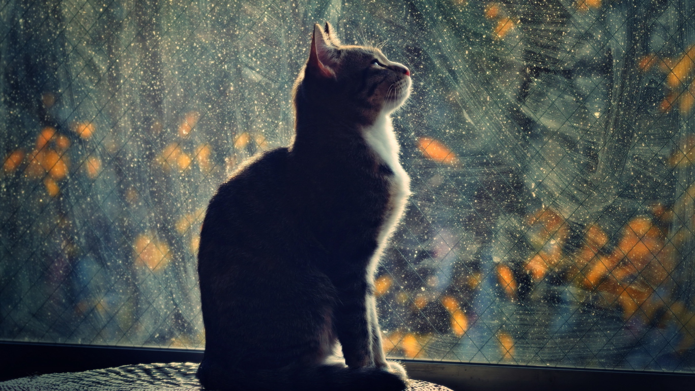 Кот смотрит в окно