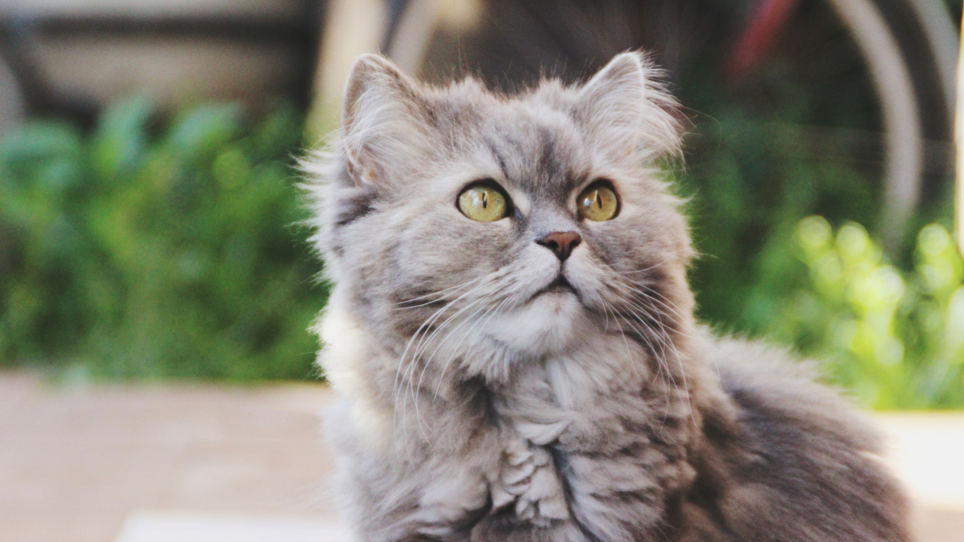 Кошка на улице