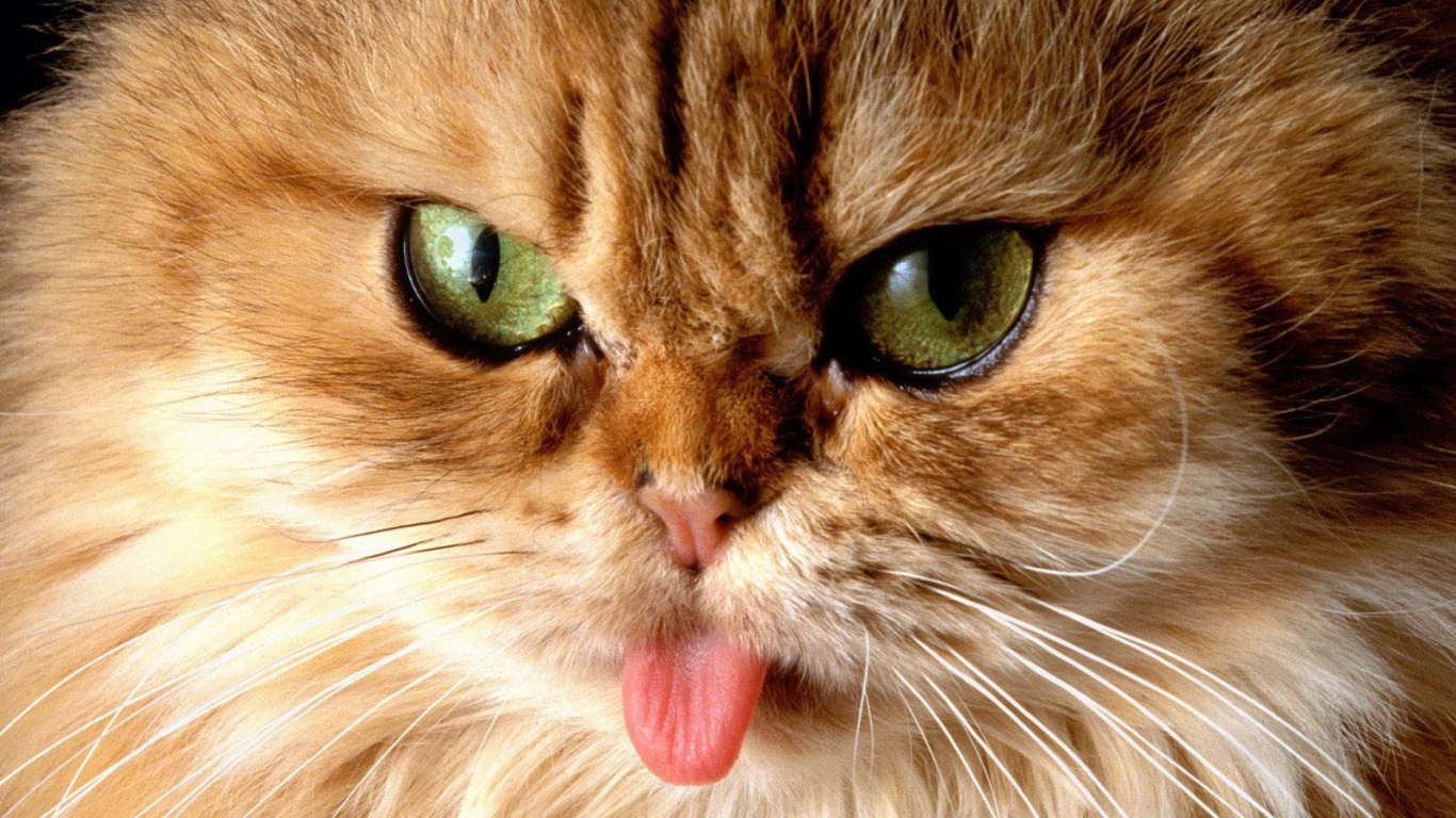 Кот показал язык