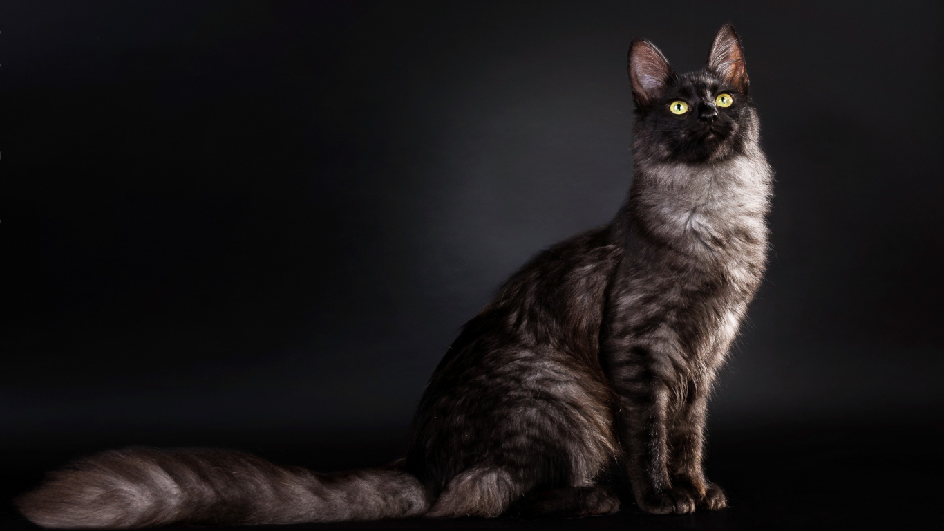 Кошка с пушистым хвостом