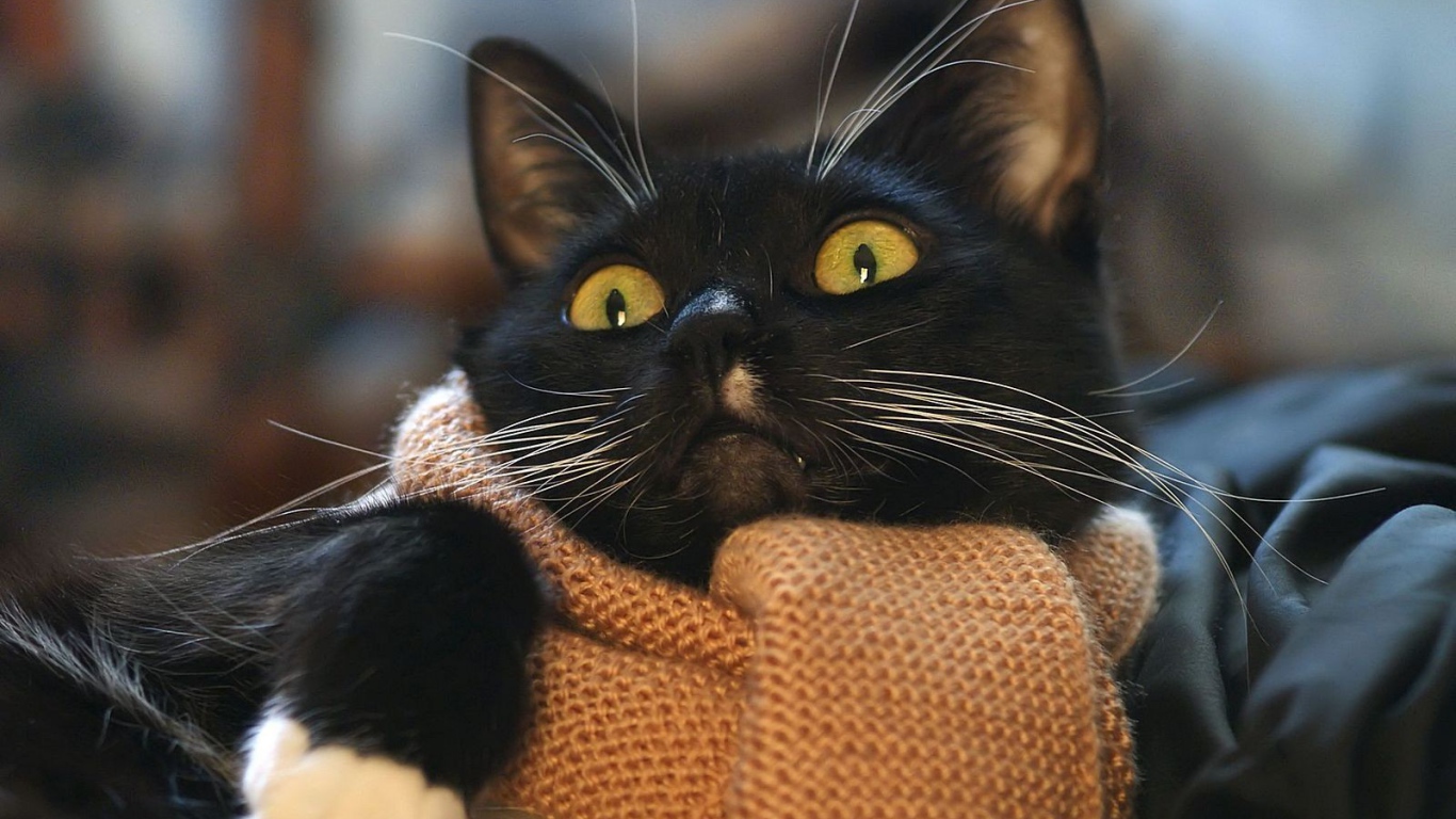 Кот с шарфом