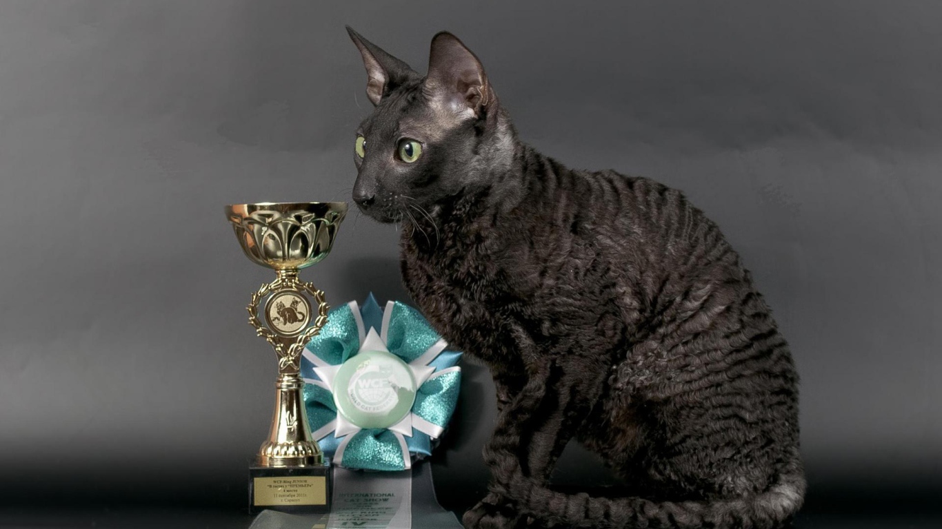 Кот корниш рекс с наградами
