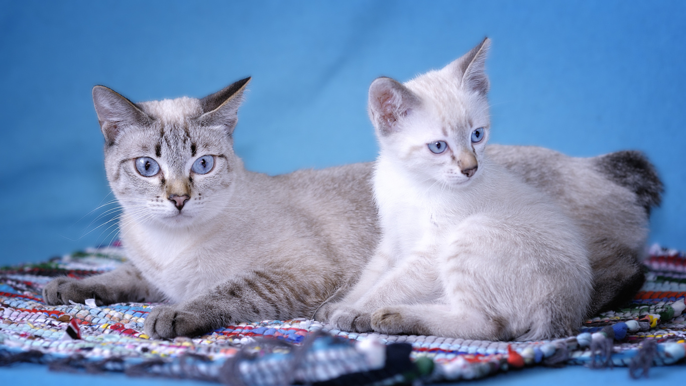 Пара кошек меконгский бобтейл