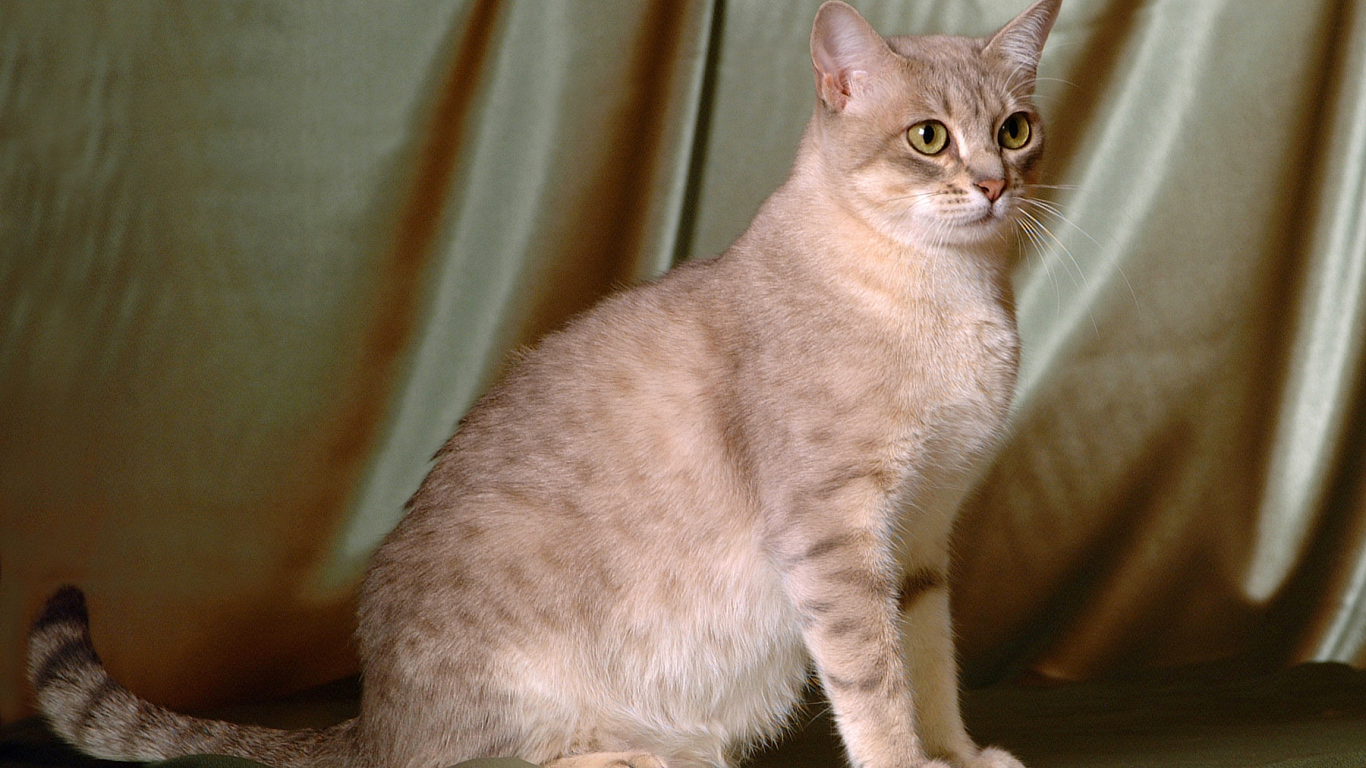 Милый австралийский мист