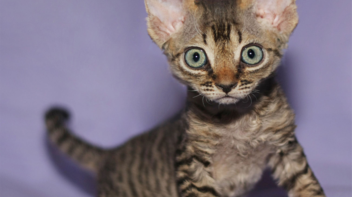 Милый котенок девон-рекс