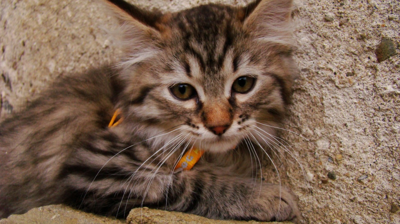 Милый котенок пиксибоб